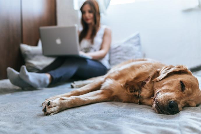 garde d'animaux chien qui dort